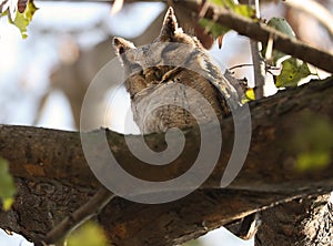 Indian scops owl