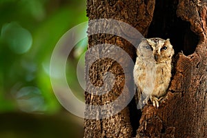 Indian scops owl, Otus bakkamoena, rare bird from Asia. Malaysia beautiful owl in the nature forest habitat. Bird from India. Fish