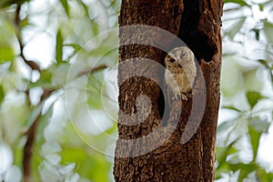 Indian scops owl, Otus bakkamoena, rare bird from Asia. Malaysia beautiful owl in the nature forest habitat. Bird from India. Fish