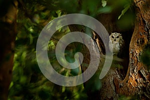 Indian scops owl, Otus bakkamoena, rare bird from Asia. Malaysia beautiful owl in the nature forest habitat. Bird from India. Fish