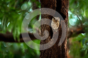 Indian scops owl, Otus bakkamoena, rare bird from Asia. Malaysia beautiful owl in the nature forest habitat. Bird from India. Fish