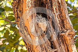 Indian Scops Owl Pair sitting on the branch of a tree and are taking rest at Bandhavgarh National Park