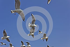 Indian seagulls