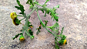 Indian Senecia viscosus plant close up