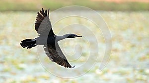 Indian shag (Phalacrocorax fuscicollis) showing full wingspan in flight, blue-eyed cormorant bird flying