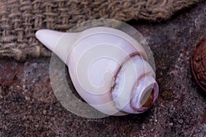 Shankh also known as conch shell