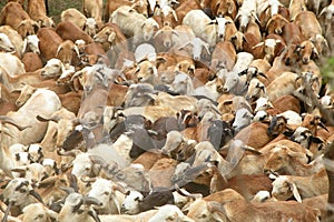 Indian Sheep herd.