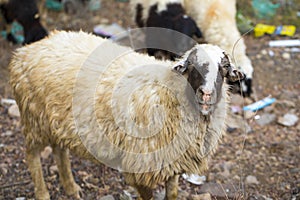 Indian sheep