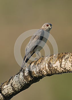 Indian Shikra bird