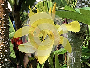 Indian shot, African arrowroot, Edible canna, Purple arrowroot, Sierra Leone arrowroot or Canna Indica Flower Island Mainau