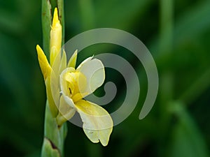 Indian shot or African arrowroot, Sierra Leone arrowroot,canna, cannaceae, canna lily, Flowers at the park, nature background