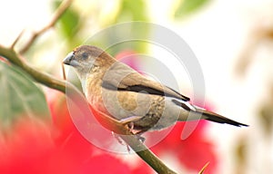 Indian silverbill bird