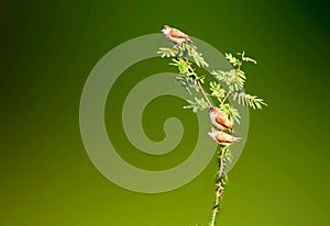Indian Silver bill bird