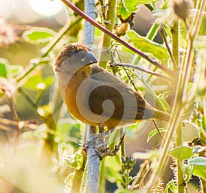 Indian silverbill or Euodice malabarica bird in the garden