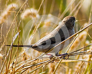 Indian silverbill or Euodice malabarica bird in the garden