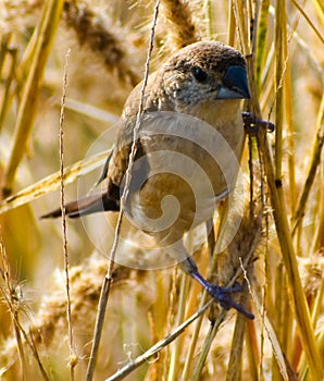 Indian silverbill or Euodice malabarica bird in the garden