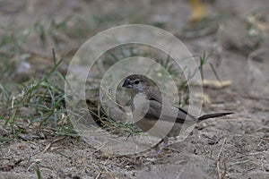 Indian silverbill Euodice malabarica searching for food on ground.