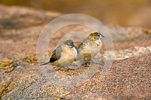 Indian Silverbill, or white-throated munia , Euodice malabarica, Hampi