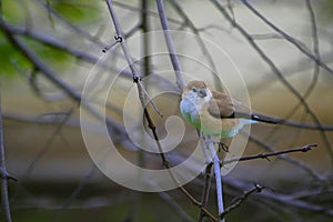 Indian silverbill or white-throated munia, Euodice malabarica, Jaisalmer