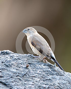 A Indian silverbill or white-throated munia Euodice malabarica spotted at Mount Abu