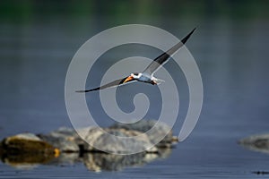 Indian skimmer or Indian scissors-bill Rynchops albicollis skimming and flying over chambal river