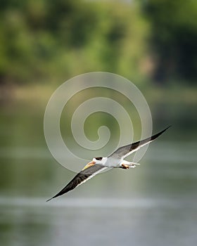 Indian skimmer or Indian scissors bill skimming and flying over chambal river with full wingspan in natural green background at