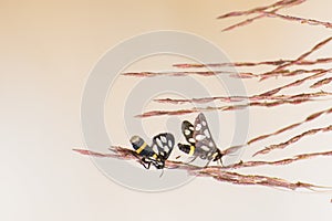 Indian Skipper butterflies lovemaking, bright background