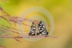 Indian Skipper butterflies lovemaking, bright background