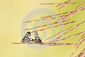 Indian Skipper butterflies lovemaking, bright background