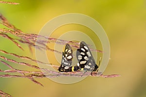 Indian Skipper butterflies lovemaking, bright background photo