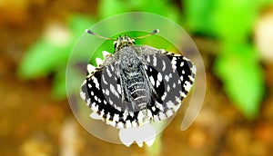 Indian Skipper Butterfly or spialia galba photo