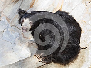 Indian sloth bear