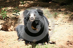 Indian Sloth Bear