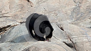 Indian sloth bear or Melursus ursinus seen in Daroji Sloth Bear Sanctuary in Ballari, Karnataka.