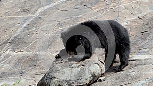 Indian sloth bear or Melursus ursinus seen in Daroji Sloth Bear Sanctuary in Ballari, Karnataka.