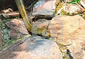 Indian Snake Bite