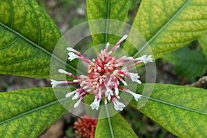 Indian Snake Root or Rauwolfia tree, white flowers on branch.