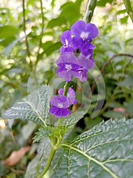 Indian Snakeweed