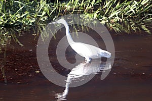 Indian Snowy Egret searching food