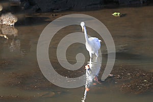 Indian Snowy Egret searching food