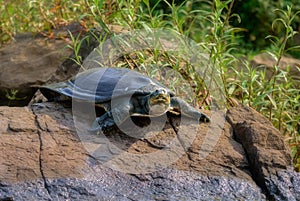 Indian Softshell Turtle aka Gangetic Softshell turtle, Nilssonia gangetica, sun bathing on a rock on the bank of Mahanadi River,