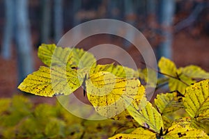 Indian sommer with colorful leaves in autumn