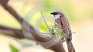 Indian sparrow bird image wallpaper