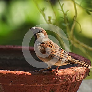 Indian sparrow drinking water