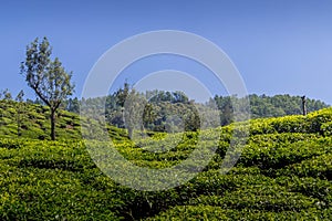 Indian sparrow siting on a mesh