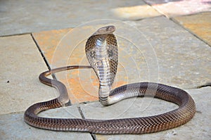 Indian Spectacled Cobra. The Indian Cobra.