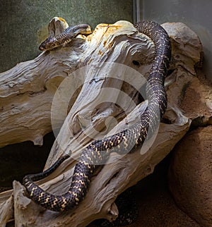 Indian or spectacled cobra Naja naja Naja is a genus of venomous elapid snakes. Wilhelma, Stuttgart photo