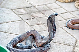 Indian spectacled cobra, Naja naja naja, on Jamaa el Fna, Marrakesh, Morocco