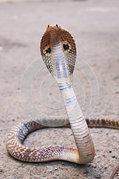 Indian Spectacled Cobra.