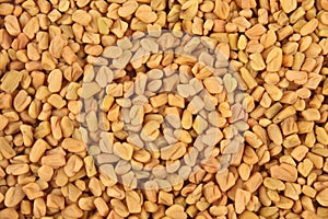 Indian spices fresh fenugreek   background.